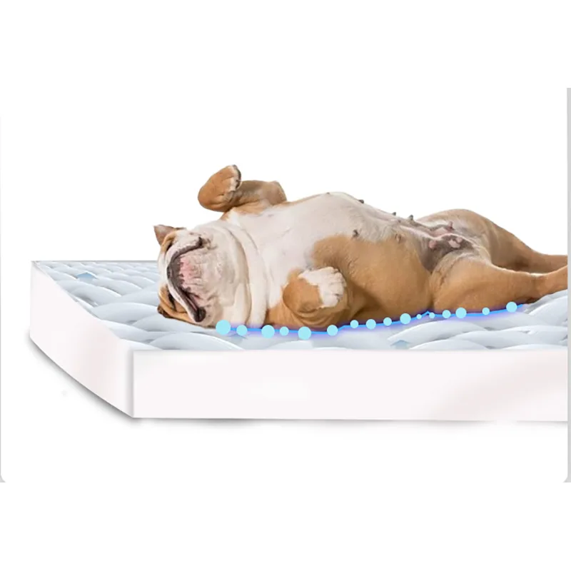 Dual-Use Sponge Bed for Humans and Dogs